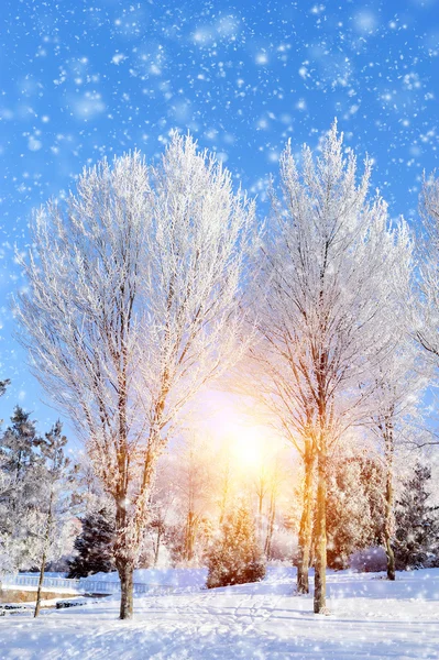 Parque de invierno —  Fotos de Stock