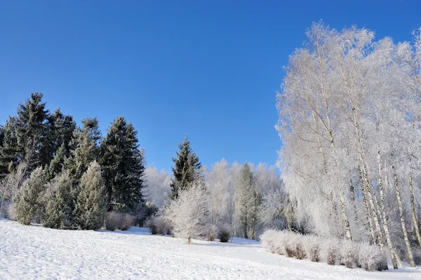 Zimní park — Stock fotografie