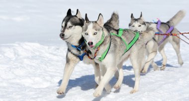Sibirya Husky köpeği
