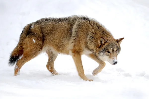 Wolf — Stockfoto