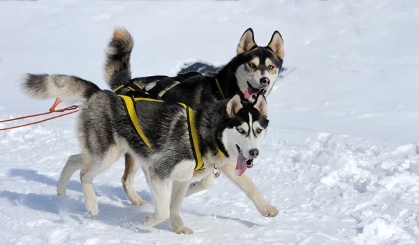 Husky hunden — Stockfoto