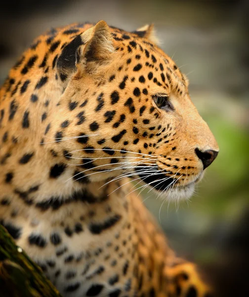 Retrato de leopardo — Fotografia de Stock