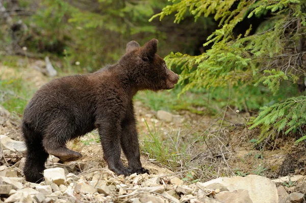 Filhote de urso marrom — Fotografia de Stock