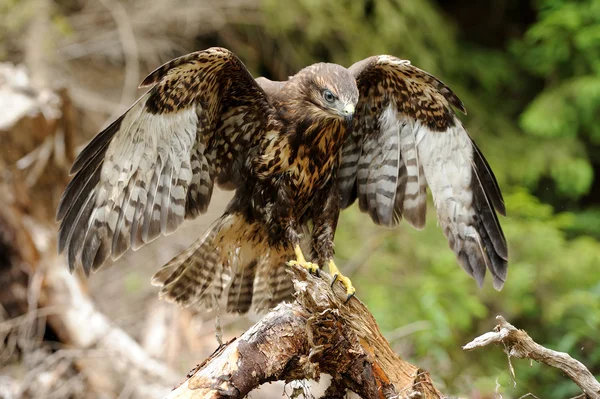 Hawk — Stock Photo, Image