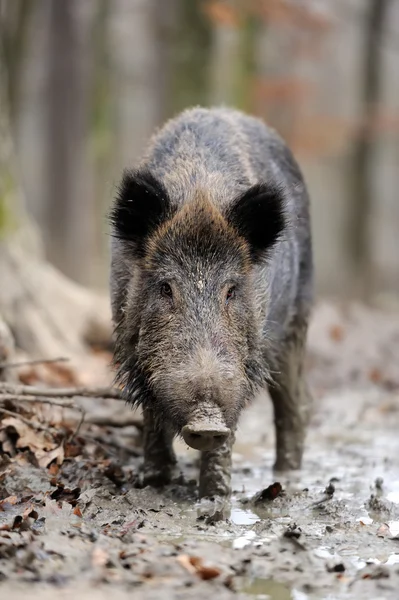 Cinghiale — Foto Stock