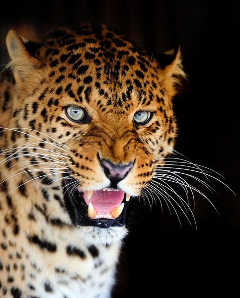 Leopardo — Foto de Stock