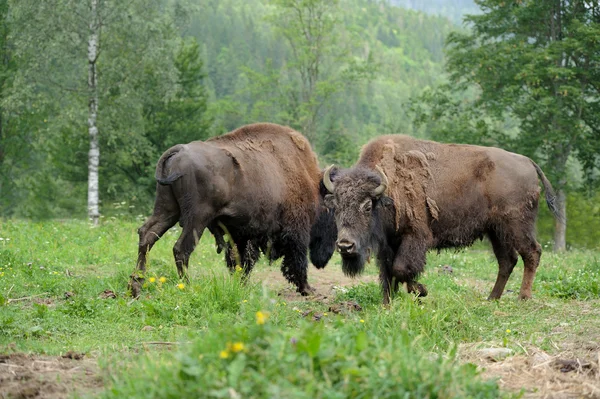 Bisonte — Foto de Stock