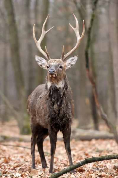 Deer Royalty Free Stock Photos