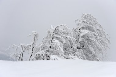 Güzel kış manzarası