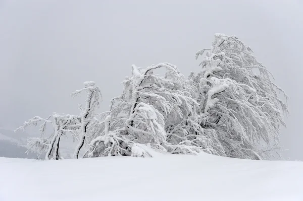 Schöne Winterlandschaft — Stockfoto