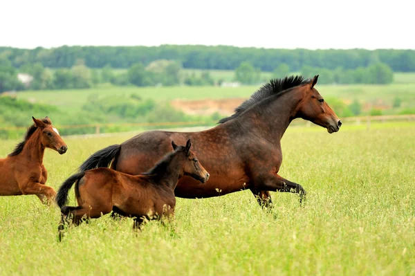 Häst — Stockfoto