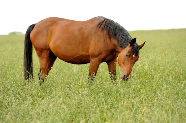 Häst — Stockfoto