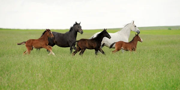 Pferde — Stockfoto