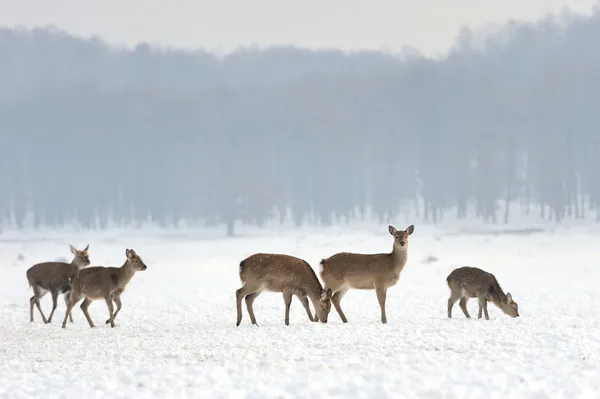 Deer — Stock Photo, Image