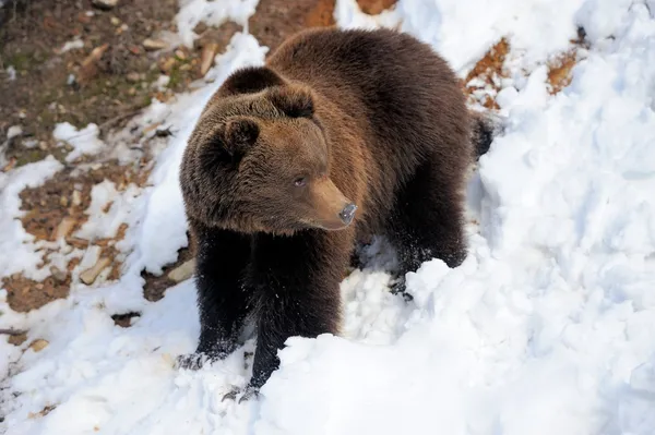 Bear in winter — Stock Photo, Image