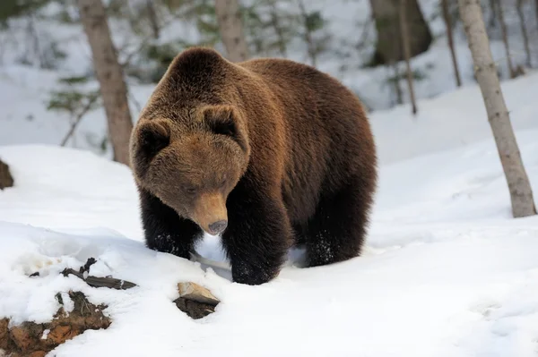 겨울에 곰 — 스톡 사진