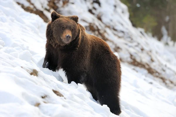 Bär im Winter — Stockfoto