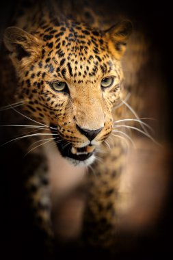 leopar