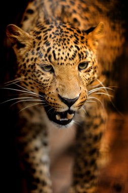 leopar