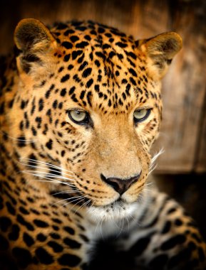 leopar
