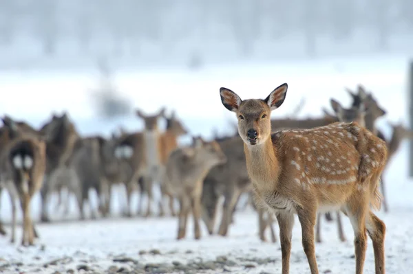 Deer — Stock Photo, Image