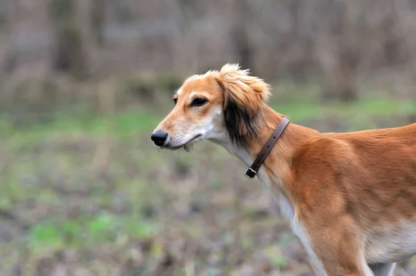 Perro borzoi ruso —  Fotos de Stock