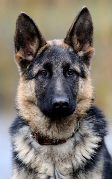Retrato de cão pastor alemão — Fotografia de Stock