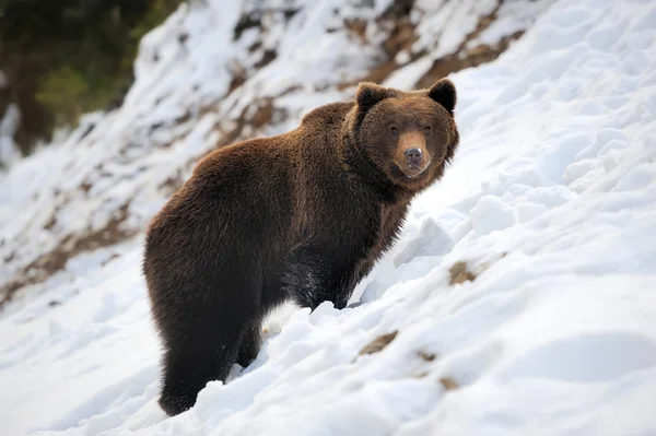 Bär im Winter — Stockfoto