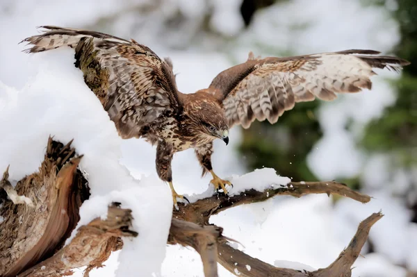 Hawk — Stockfoto