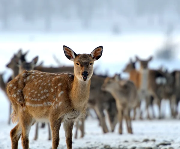 Deer — Stock Photo, Image