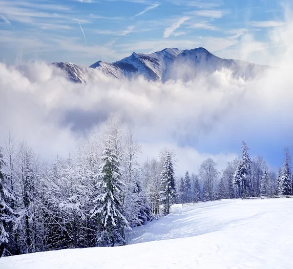 아름다운 겨울 풍경 과 눈덮인 나무들 — 스톡 사진