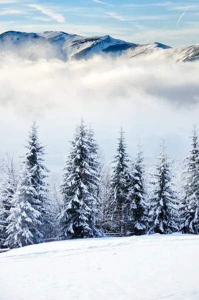 Hermoso paisaje de invierno con árboles cubiertos de nieve — Foto de Stock