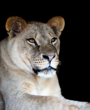 Aslan