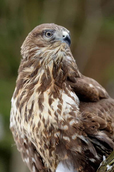 Falco su un ramo — Foto Stock