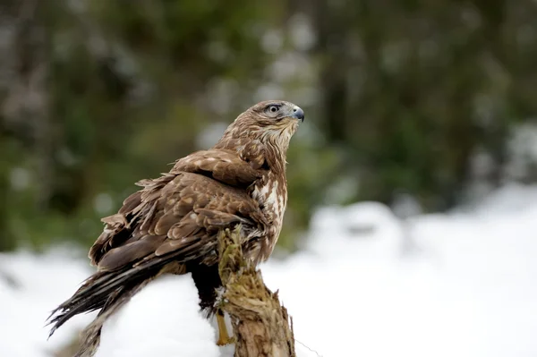 Hawk on a branch — Stock Photo, Image