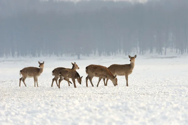 Bär im Winter — Stockfoto