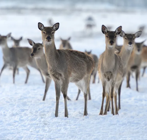 Dragen in de winter — Stockfoto