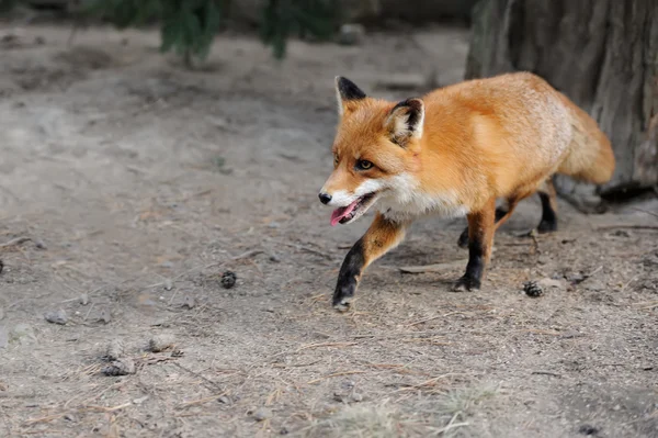 Fox porträtt — Stockfoto