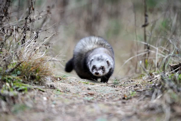 Polecat... — Fotografia de Stock