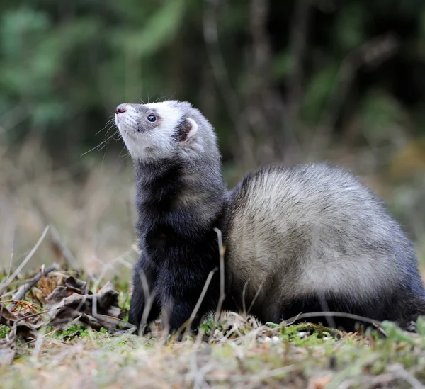 Polecat... — Fotografia de Stock