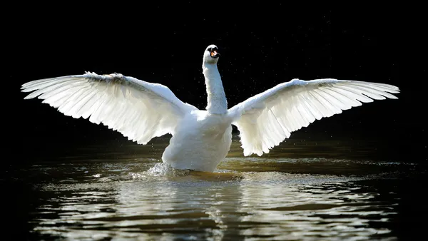 Cisne — Fotografia de Stock