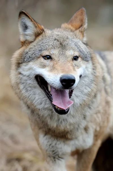 Lobo — Fotografia de Stock