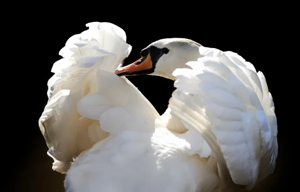 Zwaan — Stockfoto