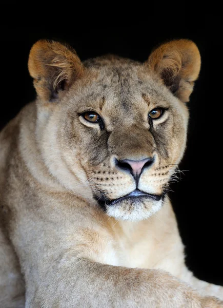 Aslan