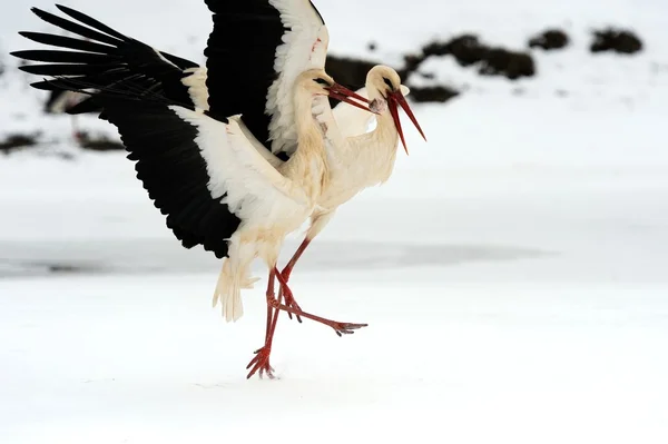 황새 — 스톡 사진