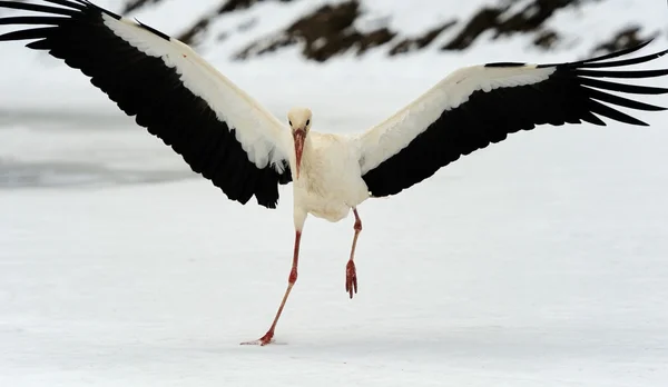 Stork — Stock Photo, Image