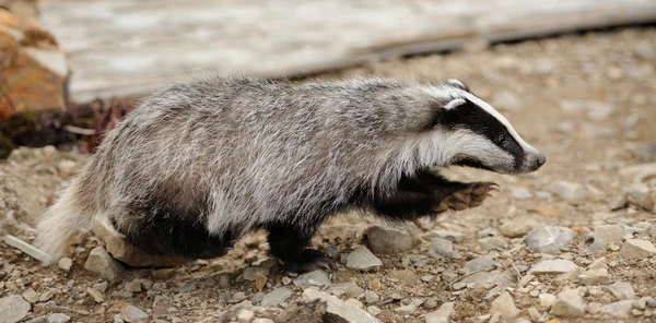 Badger — Stock Photo, Image