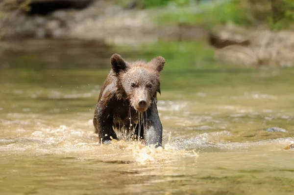 Barna medve cub — Stock Fotó