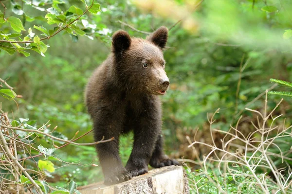 Bruine beer cub — Stockfoto