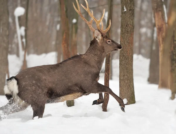 Deer — Stock Photo, Image